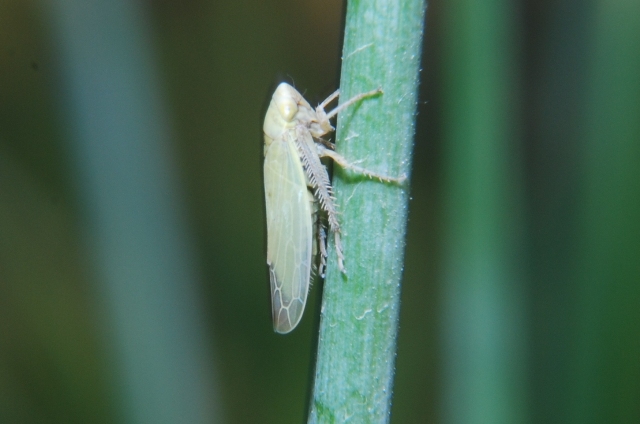 Cicadellidae Deltocephalinae